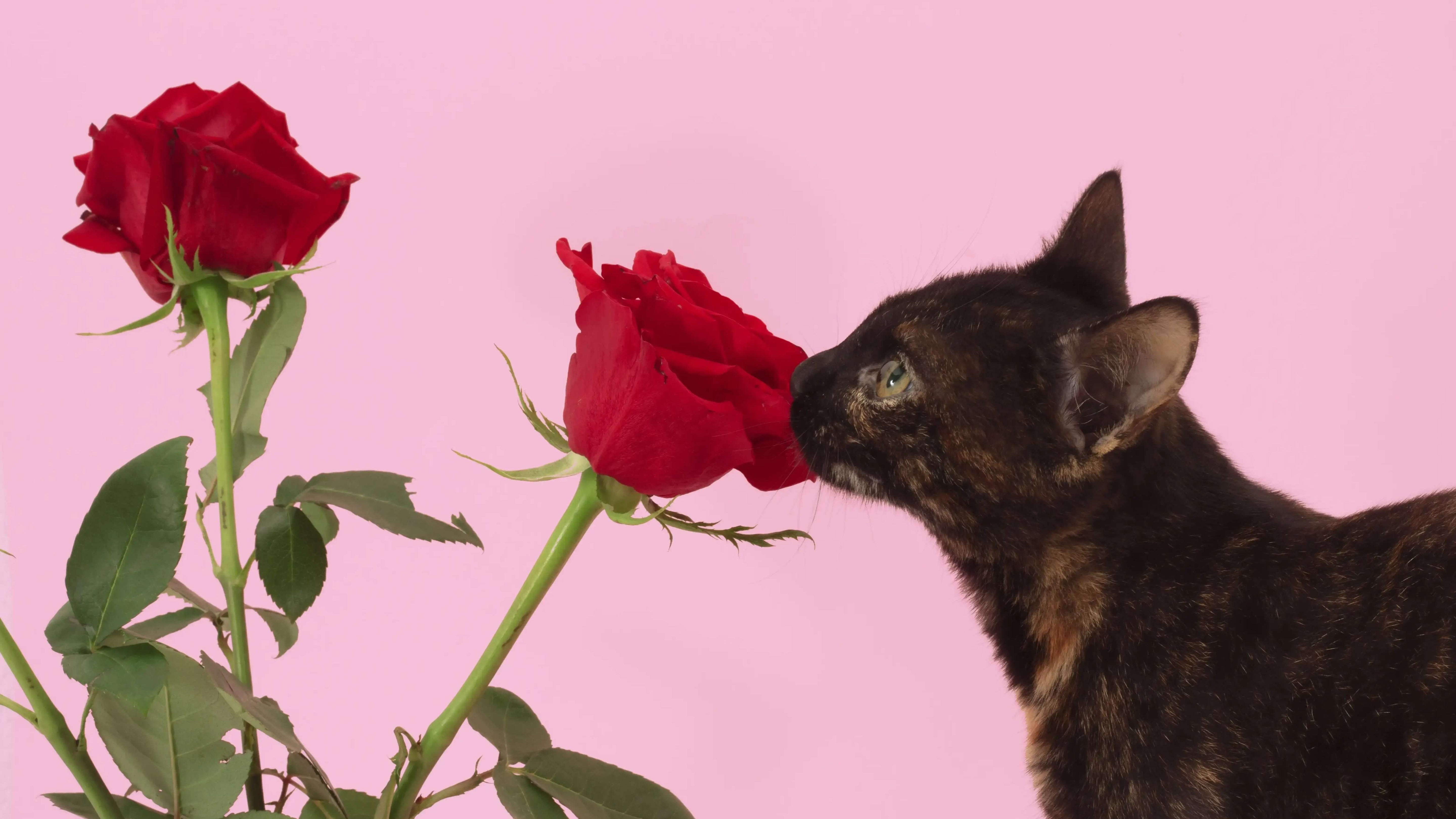 Rose and Pussy